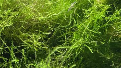 Top 11 Best Plants For Shrimp Tanks (Freshwater)