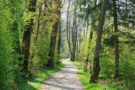 Free Images Tree Nature Wilderness Hiking Trail Meadow Sunlight