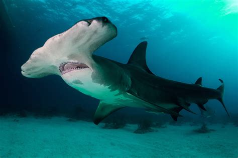 🦈 Tiburón Martillo Características Y Curiosidades Animales Salvajes