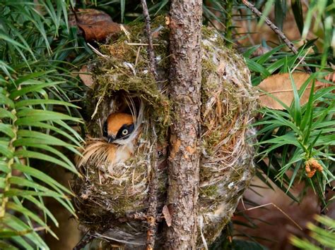 Uniparental Versus Biparental Incubation And Embryonic Development In Tits Journal Of Avian