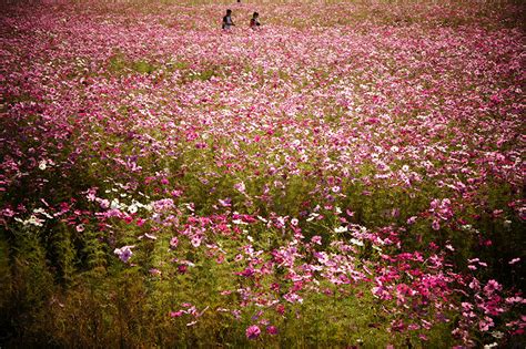 Fondos De Pantalla Campos Cosmos Planta Muchas Flores Descargar Imagenes