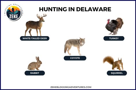 Hunting In Delaware Season Guide 2024 Zeke Adventure Blog