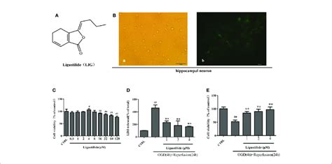 Ligustilide Lig Promotes Viability Of Hippocampal Neurons Induced