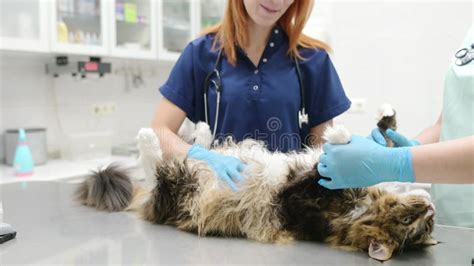 Two Professional Veterinarians Petting Maine Coon Cat Before Examining