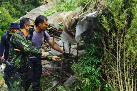 Bnn Musnahkan Seluas Hektar Ladang Ganja Di Gayo Lues Narasi Terkini