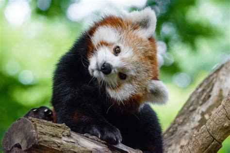 The Cutest Red Panda In The World