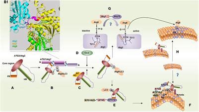 Frontiers Binding Features And Functions Of Atg