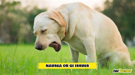 My Dog Won't Stop Licking: Is It a Problem and What Should I Do? - toe ...