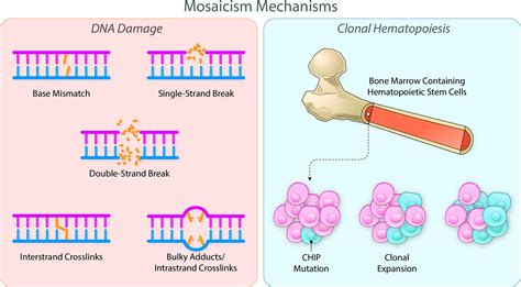 Somatic Mutations In Cardiovascular Disease Circulation Research