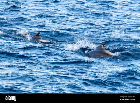 Australia Tasmania Near Macquire Island Pod Of Long Finned Pilot