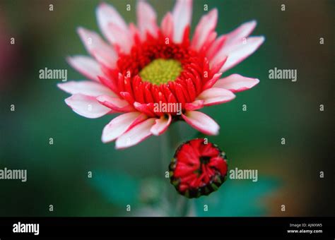 Dahlia Blossom Dahlia Spec Dahlienbluete Hi Res Stock Photography And