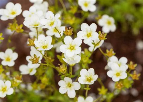 Saxifraga Touran Garten Moos Steinbrech