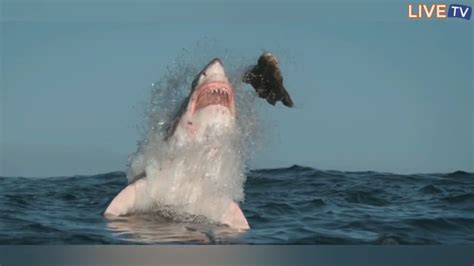 Biggest Great White Shark Ever Caught On Camera YouTube