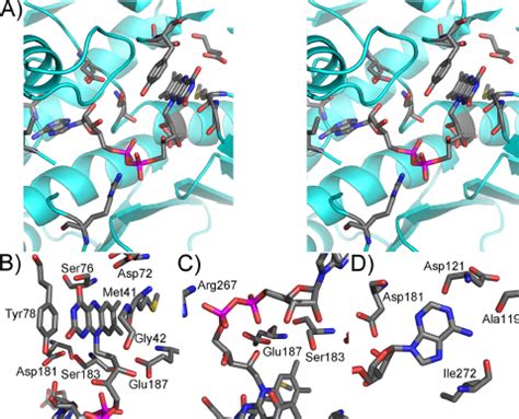 A Stereo View Of The Fad Binding Site In The Rapbe Monomer Residues