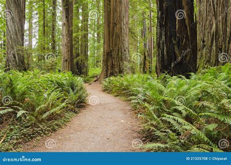 California Redwood Forest stock photo. Image of forest - 21325708