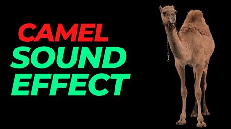 Camel Sound Effect No Copyright Camel Noises Camel Sounds Hq