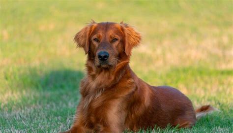 Los 5 Colores de Golden Retriever Descripción Fotos