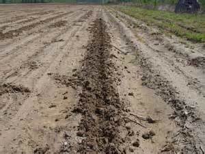 Agricultural Damage | Wild Pig Info | Mississippi State University Extension Service