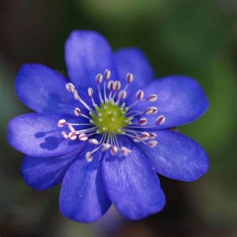 Echtes Leberblümchen Blüte blau Hepatica nobilis Galerie Album Bilder Fotos