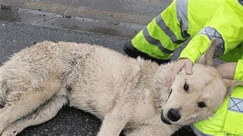 Il cane investito da auto aspettava che qualcuno lo aiutasse e lì ha