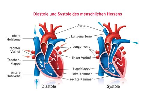 Bluthochdruck Pascoe Naturmedizin