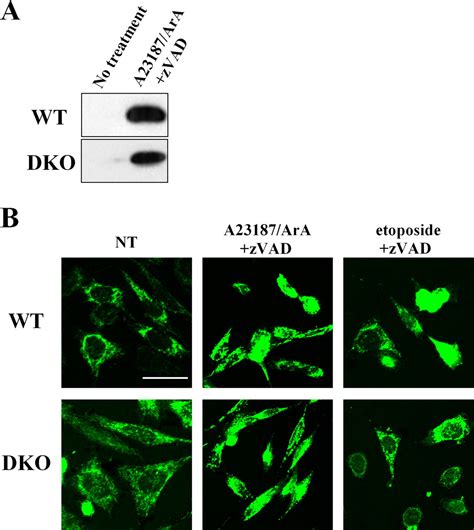 A Bax Bak Independent Mechanism Of Cytochrome C Release Journal Of