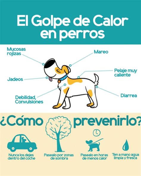 El Golpe De Calor En Los Perros Rescue And Love