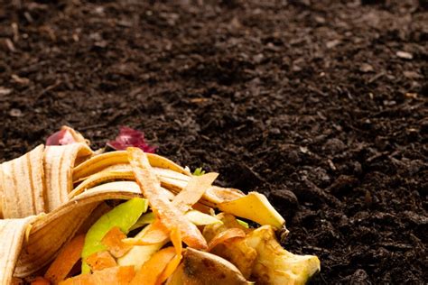 Which Is Best For Your Garden Compost Vs Mulch