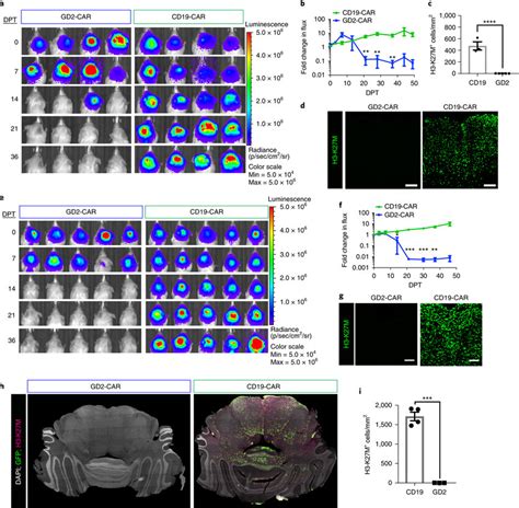 Gd2 Car T Cells Mediate A Potent And Lasting Antitumor Response In Dipg