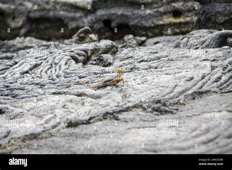 Lava Lizard Microlophus Grayi Galapagos Islands Stock Photo Alamy