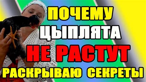 Почему цыплята НЕ РАСТУТ. Раскрываю основной секрет. - YouTube