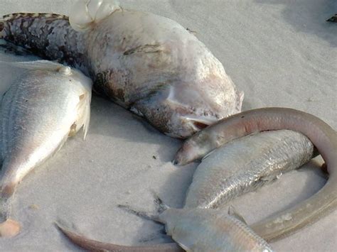 Photos Red Tide Impacts Tampa Bay Area