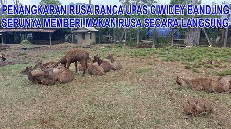 Penangkaran Rusa Ranca Upas Ciwidey Bandung Berinteraksi Lebih