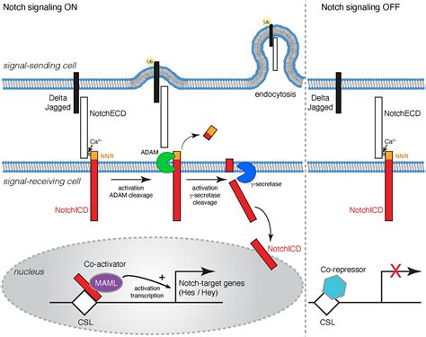 Frontiers Notch Signaling As A Master Regulator Of Adult Neurogenesis