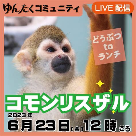 ゆんたくコミュニティ限定ライブ配信どうぶつtoランチ【コモンリスザル】 沖縄こどもの国｜ゆんたくコミュニティでずっと応援！（沖縄こどもの国