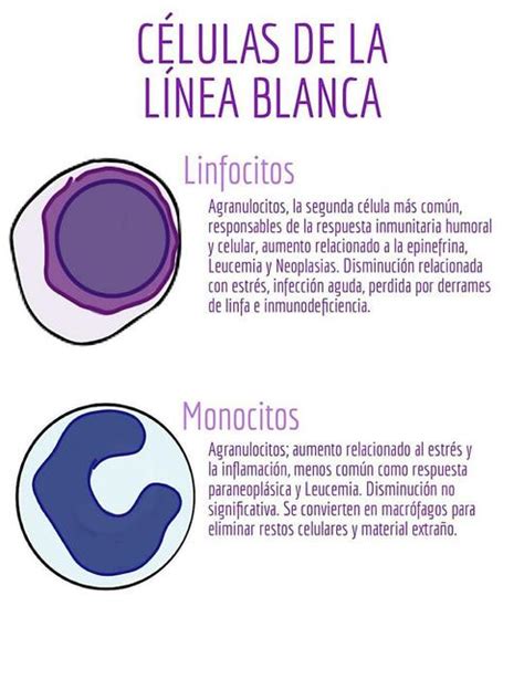 Células de la linea blanca fraii uDocz