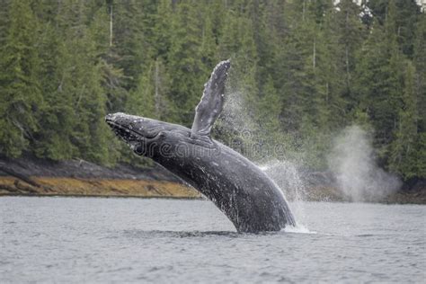 Breaching Humpback Whale stock photo. Image of humpback - 9567300