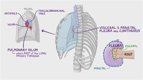 Anatomy Of The Pleura Video Anatomy And Definition Osmosis