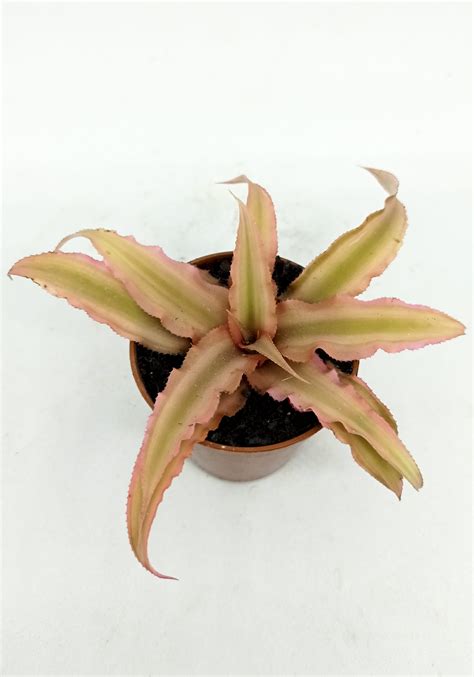 Cryptanthus Bivittatus Pink Starlite Begoniasymas