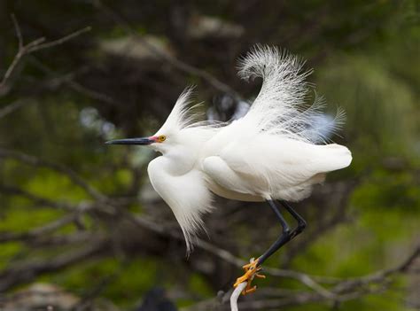 14 Photos That Show The Wonderful Diversity Of Wading Birds