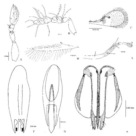 Trichogrammatoidea Annulata A Female Antenna B Flagelliform Setae Download Scientific