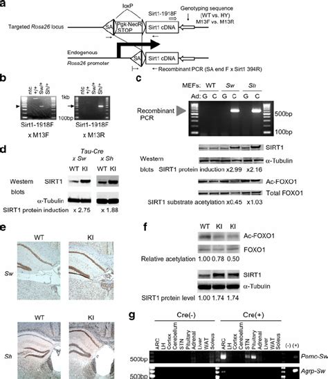 Generation Of Rosa26 Sirt1 Conditional KI Mice A Schematic