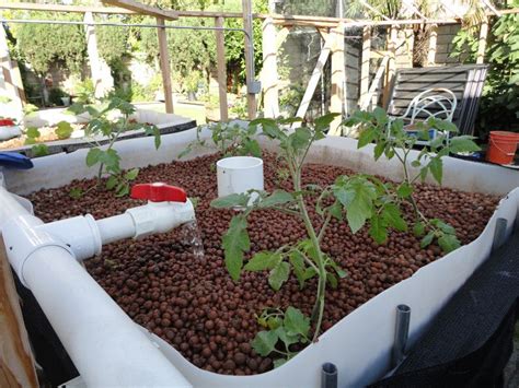 Backyard Aquaponics View Topic Ibc Greenhouse System In Southern