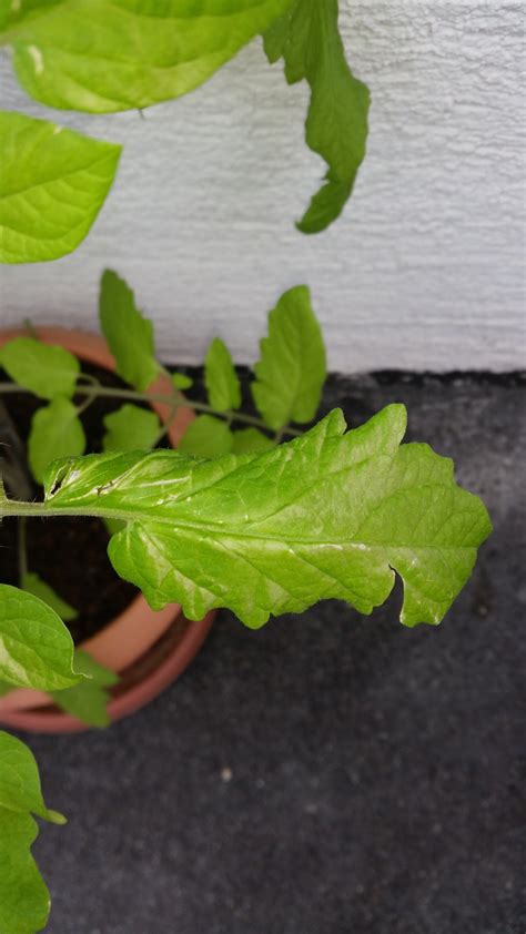 Tomaten Krankheit Oder Mangelerscheinung Hausgarten Net