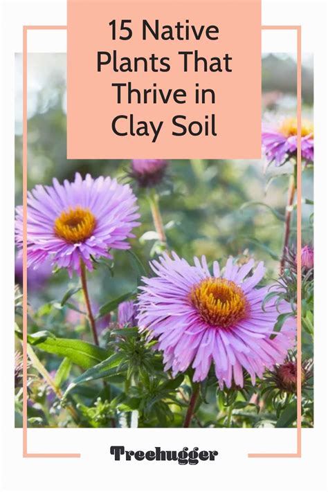 Native Plants That Thrive In Clay Soil Artofit