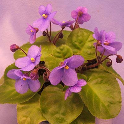 5 Different Species Saintpaulia The Violet Barn African Violets And