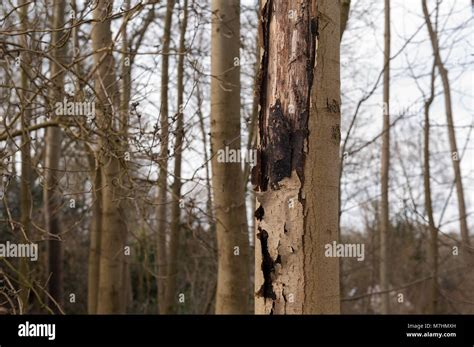 Ash tree disease hi-res stock photography and images - Alamy