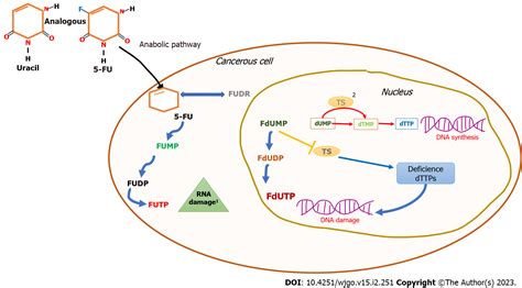 Is the combination of immunotherapy with conventional chemotherapy the key to increase the ...