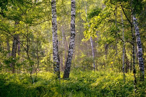 Wald Natur B Ume Kostenloses Foto Auf Pixabay Pixabay