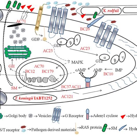 Schematics Representation Of Probable Mycoparasitic Processes In The